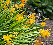 CROCOSMIA PAULS BEST YELLOW