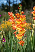 GLADIOLUS YELLOW AND RED