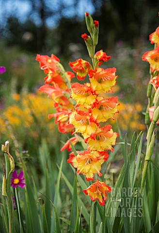 GLADIOLUS_YELLOW_AND_RED