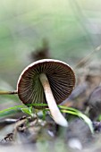 COPRINUS MUSHROOM