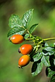 ROSA CANINA