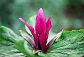 TRILLIUM SESSILE