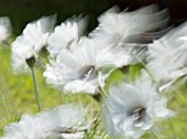 RHODANTHEMUM HOSMARIENSE