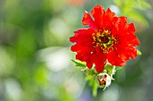 GEUM MRS BRADSHAW