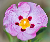 CISTUS X PURPUREUS