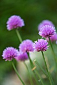 ALLIUM SCHOENPRASUM