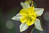 AQUILEGIA COLUMBINE