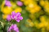 GERANIUM ENDRESSII