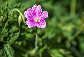 GERANIUM ENDRESSII