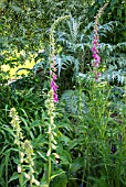 CYNARA CARDUNCULUS WITH DIGITALIS PURPUREA