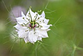 NIGELLA DAMASCENA ALBA