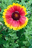 GAILLARDIA X GRANDIFLORA