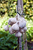 GARLIC DRYING ON CANES