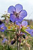 GERANIUM PRATENSE