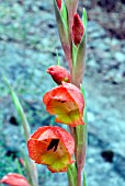 GLADIOLUS DALENII SYN. NATALENSIS