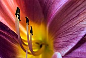 HEMEROCALLIS SUMMER WINE,  DETAIL