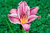 HEMEROCALLIS SUMMER WINE