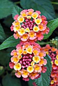 LANTANA CAMARA