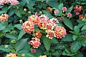 LANTANA CAMARA