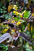 LYSIMACHIA CILIATA FIRECRACKER