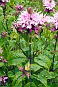 MONARDA BEAUTY OF COBHAM