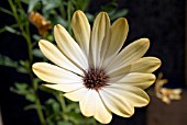 OSTEOSPERMUM SUNNY AMANDA