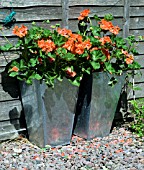 PELARGONIUMS IN CONTAINERS