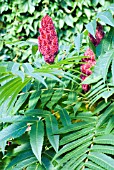 RHUS TYPHINA