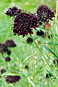 SCABIOSA CHILE BLACK