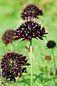 SCABIOSA CHILE BLACK