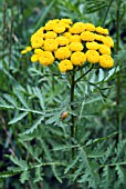 TANACETUM VULGARE