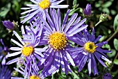 ASTER AMELLUS KING GEORGE