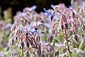 BORAGO OFFICINALIS