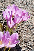 COLCHICUM DAENDELS