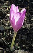 COLCHICUM GENERAL GRANT