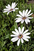 OSTEOSPERMUM