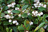 GAULTHERIA MIQUELIANA