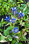 GENTIANA LODERI