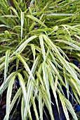 HAKONECHLOA MACRA ALBOAUREA