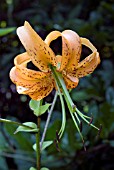 LILIUM HENRYI