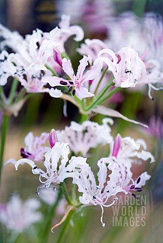 NERINE_MASONIORUM