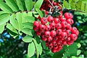 SORBUS AUCUPARIA