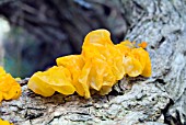 TREMELLA MESENTERICA YELLOW BRAIN FUNGUS ON GORSE