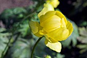 TROLLIUS X CULTORUM LEMON QUEEN