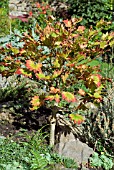 ACER SHIRASAWANUM IN OCTOBER