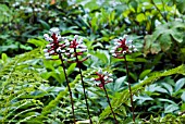 ACTAEA ALBA,  PACHYPODA,  WHITE BANEBERRY,  DOLLS EYES