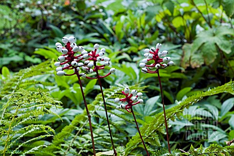 ACTAEA_ALBA__PACHYPODA__WHITE_BANEBERRY__DOLLS_EYES