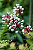 ACTAEA ALBA (DOLLS EYES)