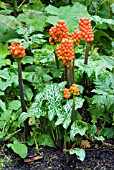 ARUM ITALICUM SUBSP. ITALICUM MARMORATUM, (SYN. ARUM ITALICUM SUBSP. ITALICUM PICTUM), (AGM)