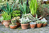 CACTI AND SUCCULENTS IN POTS,  INWOOD GARDEN,  SCOTLAND